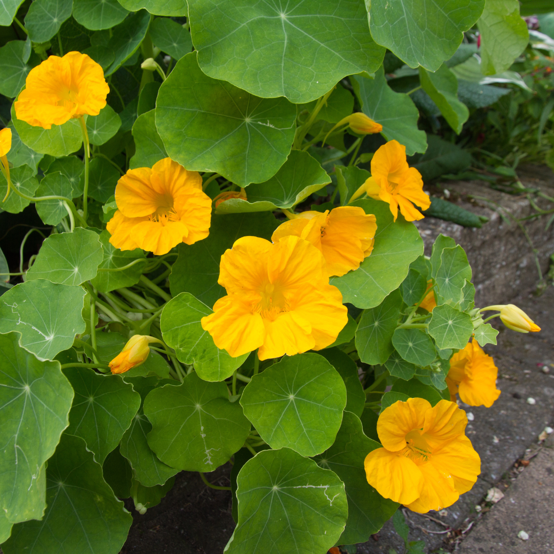 Nasturtium- Whirlybird Yellow